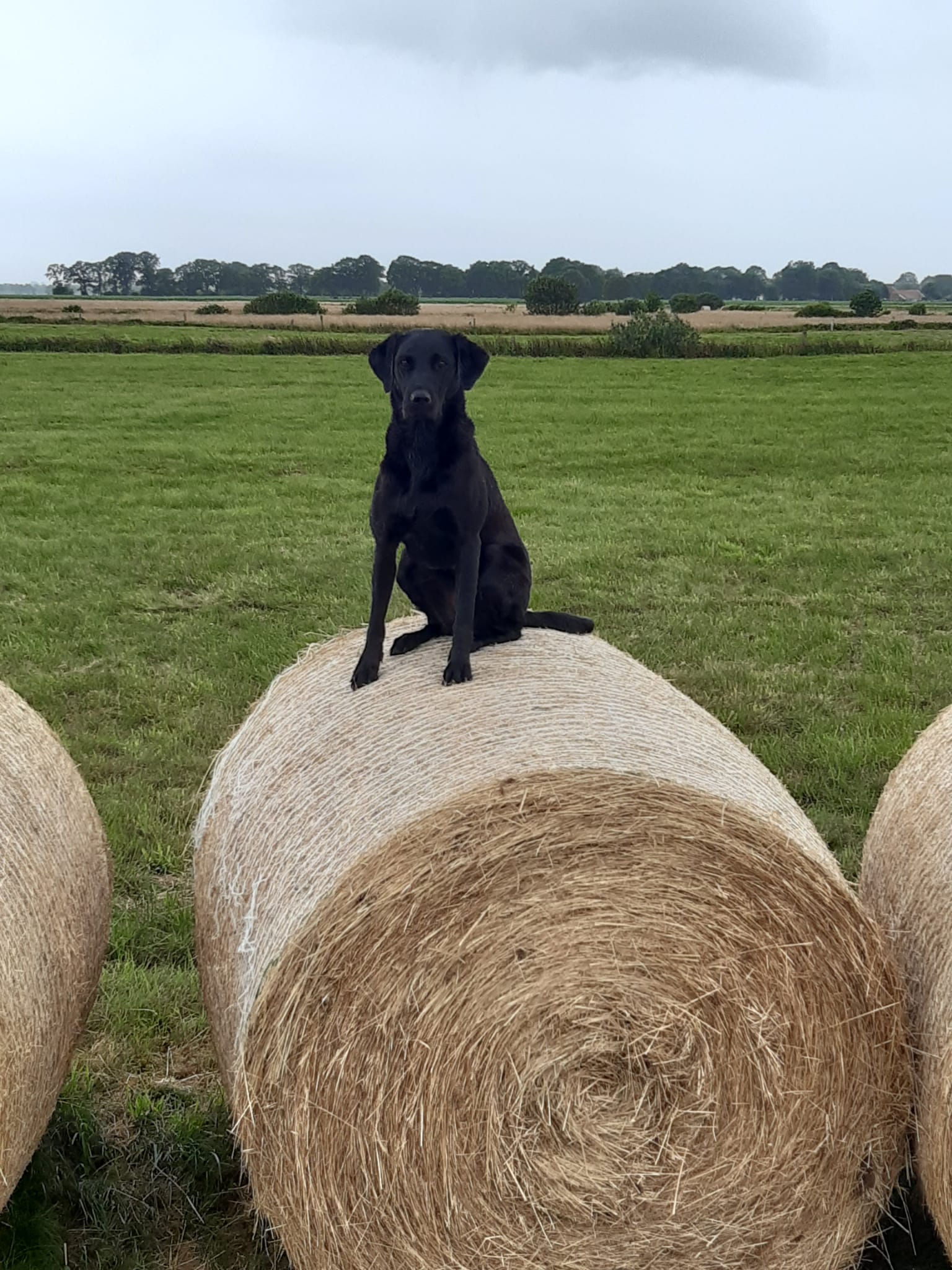 Schwarzer Labrador Retriever im Heu